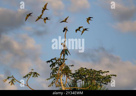 Aras bleus et jaunes (Ara Ararauna) perchés sur un arbre dans la forêt tropicale et un troupeau d'aras à ventre rouge survolant, Alta Floresta, Amazone, B. Banque D'Images