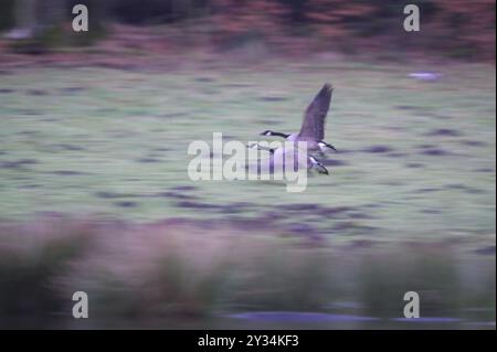 Oie du Canada (Branta canadensis), décollage de paires, flou, exposition prolongée, zone de subsidence, Bottrop, région de la Ruhr, Rhénanie du Nord-Westphalie, Allemagne, Europ Banque D'Images