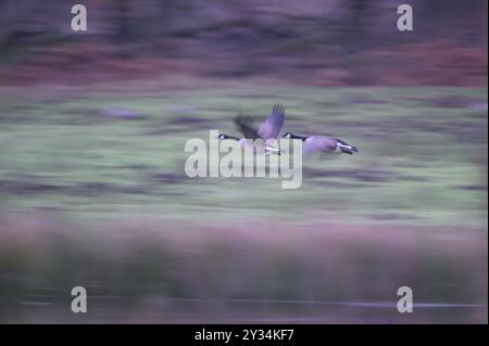 Oie du Canada (Branta canadensis), décollage de paires, flou, exposition prolongée, zone de subsidence, Bottrop, région de la Ruhr, Rhénanie du Nord-Westphalie, Allemagne, Europ Banque D'Images