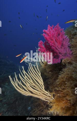 Gorgonien blanc (Eunicella singularis) et fouet de mer Violescent (Paramuricea clavata) et poissons dans un récif coloré. Site de plongée Giens Peninsula, Provence Banque D'Images