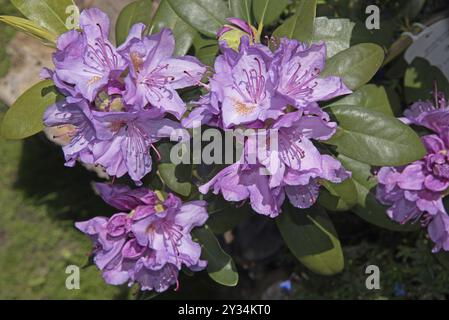 Fleurs, Rhododendron, Catawbiense Grandiflorum, fleurs, République fédérale d'Allemagne Banque D'Images