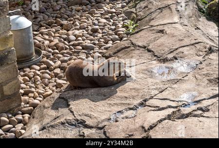 Courte asiatique griffé Otter la consommation de poisson Banque D'Images