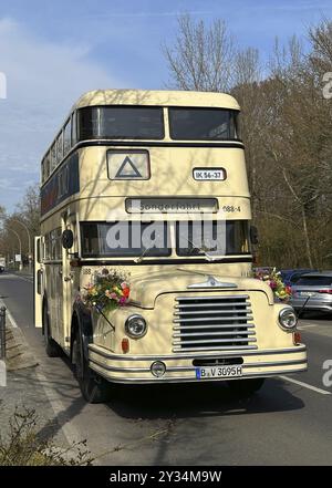 Rétro bus à impériale en beige sur une rue ornée de fleurs, jour de printemps, do 56, construit de 1957 à 1959, Waggonbau Bautzen, bus à impériale, Berl Banque D'Images