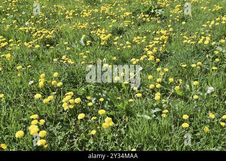 Prairie de pissenlits, pissenlits, Leontodon, Taraxacum sec. Ruderalia, Asteraceae, République fédérale d'Allemagne Banque D'Images