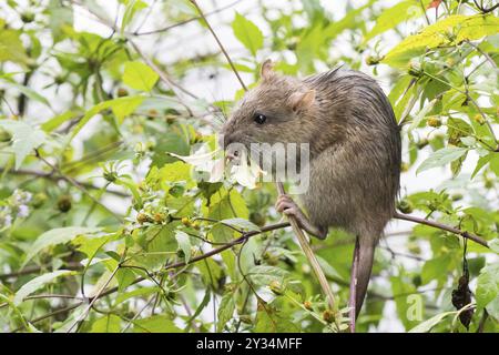 Un rat norvégien juvénile (Rattus norvegicus) s'accroche à une brindille et grignote sur une feuille au milieu d'une végétation verte, Hesse, Allemagne, Europe Banque D'Images