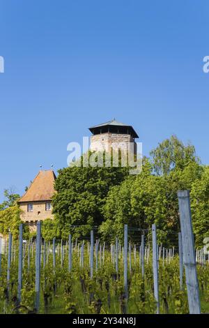 Château de Hohenbeilstein, château perché, vignobles, Beilstein, quartier de Heilbronn, Bade-Wuertemberg, Allemagne, Europe Banque D'Images