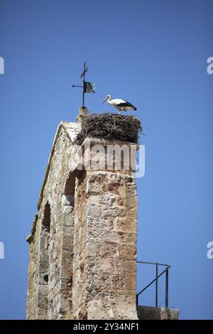 Cigogne blanche (Ciconia ciconia) sur l'église Iglesia de San Miguel, Plaza Mayor dans le centre historique d'Ayllon, province de Ségovie, Castilla y Leon Banque D'Images