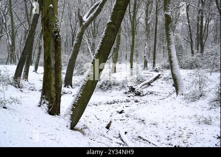 Forêt de hêtres en hiver, avec de la neige fraîchement tombée, Bottrop, région de la Ruhr, Rhénanie du Nord-Westphalie, Allemagne, Europe Banque D'Images