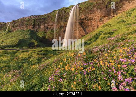 Cascade sur une pente raide, prairie de fleurs, été, lumière du soir, soleil de minuit, longue exposition, Seljalandsfoss, sud-ouest de l'Islande, Islande, Europe Banque D'Images