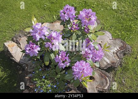 Fleurs, Rhododendron, Catawbiense Grandiflorum, fleurs, République fédérale d'Allemagne Banque D'Images