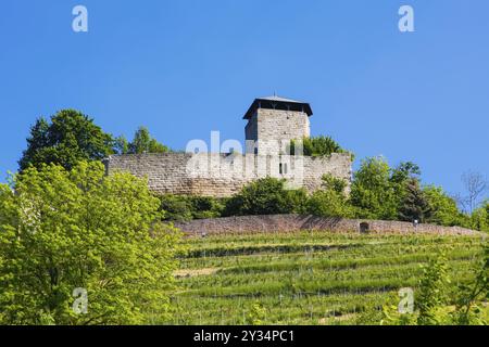 Château de Hohenbeilstein, château perché, vignobles, Beilstein, quartier de Heilbronn, Bade-Wuertemberg, Allemagne, Europe Banque D'Images