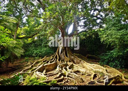 Sao Miguel, Açores, Portugal - 13. Septembre 2022 : un vieux figuier avec d'énormes racines dans les jardins botaniques Jose do Canto à Ponta Delgada. Banque D'Images