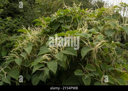 Knotweed japonaise : Reynoutria japonica. Plante envahissante - Cornwall, Royaume-Uni Banque D'Images