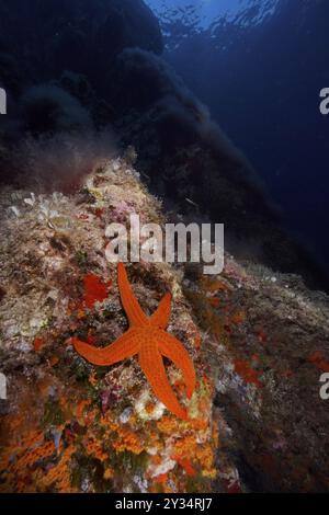 Étoiles de mer orange (Hacelia attenuata) dans la mer Méditerranée près de Hyères. Site de plongée réserve marine Port Cros, Provence Alpes Cote d'Azur, F Banque D'Images