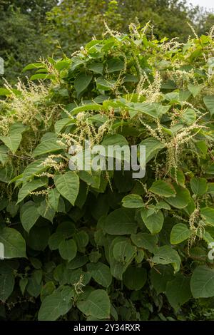 Knotweed japonaise : Reynoutria japonica. Plante envahissante - Cornwall, Royaume-Uni Banque D'Images