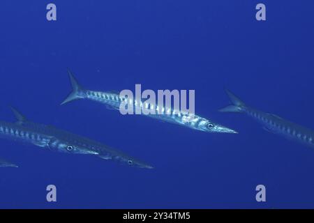 Un barracuda (Sphyraena sphyraena) nage avec quelques autres dans l'océan. Site de plongée Giens Peninsula, Provence Alpes Cote d'Azur, France, Europe Banque D'Images