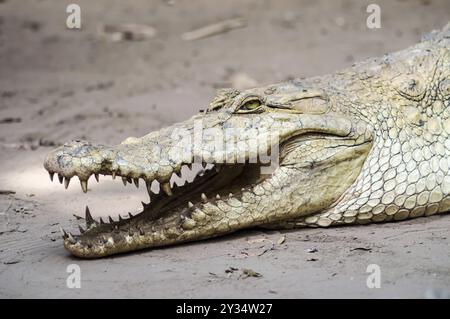 Un crocodile se prélasse dans la chaleur de la Gambie, Afrique de l'Ouest. Naturel, vert Banque D'Images