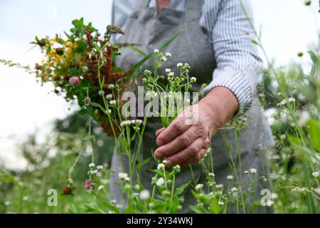 Femme senior cueillant des herbes pour la teinture dans la prairie, gros plan Banque D'Images