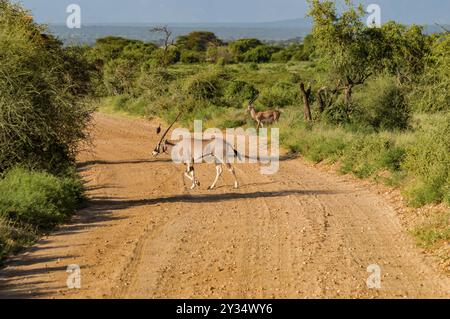 Oryx de beisa à Samburu National Reserve. Un oryx de beisa dans les prairies de savane contre une montagne à l'arrière-plan de la réserve nationale de Samburu, Kenya n Banque D'Images