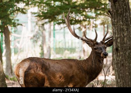 Elk majestueux avec d'impressionnantes fourrures dans un cadre de forêt ensoleillée. Banque D'Images