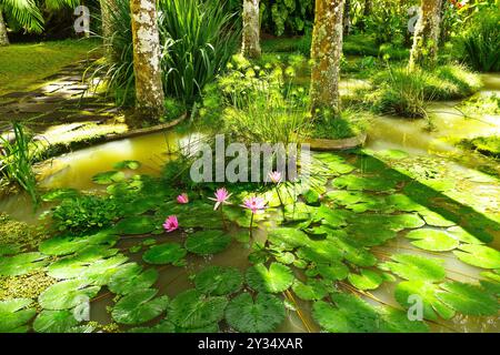 Furnas, Sao Miguel, Açores - 27. Septembre 2022 : nénuphars dans un étang d'eau thermale d'une source chaude dans le magnifique parc de jardin Terra Nostra. Banque D'Images