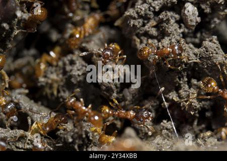 Fourmi de feu européenne (Myrmica rubra), plusieurs animaux fourmi nodule rouge-jaune au sol, Velbert, Allemagne, Europe Banque D'Images