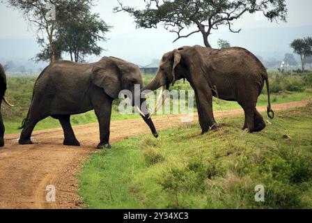 Deux éléphants qui jouent sur un chemin dans un parc de Tanzanie Banque D'Images