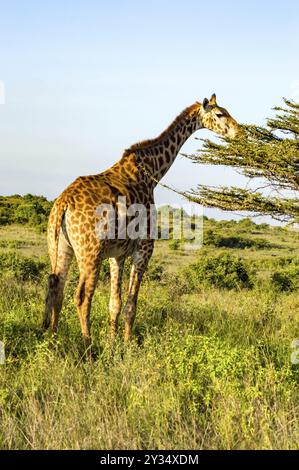 Girafe isolé sur manger une épinette dans la savane du parc de Nairobi au Kenya en Afrique Banque D'Images