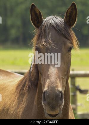 Gros plan d'un cheval brun sur un fond rural vert, Borken, muensterland, Allemagne, Europe Banque D'Images