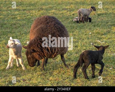 Un mouton brun avec deux agneaux, un blanc et un noir, sur une prairie verte, Borken, muensterland, Allemagne, Europe Banque D'Images