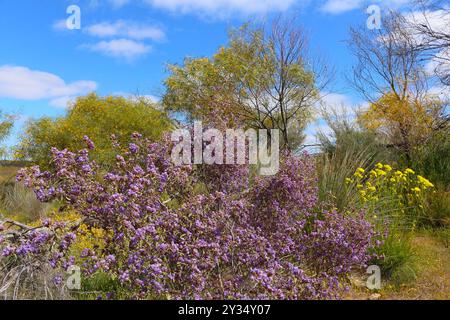 Printemps dans l'Outback australien avec des buissons fleuris comme Keraudrenia, Glischrocaryon et Wattle Trees (Merredin, Australie occidentale) Banque D'Images