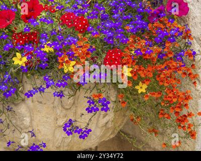 Gros plan de fleurs lumineuses et colorées de différentes couleurs, disposées dans des pots de fleurs sur un mur de pierre, Cannes, mer méditerranée, france Banque D'Images