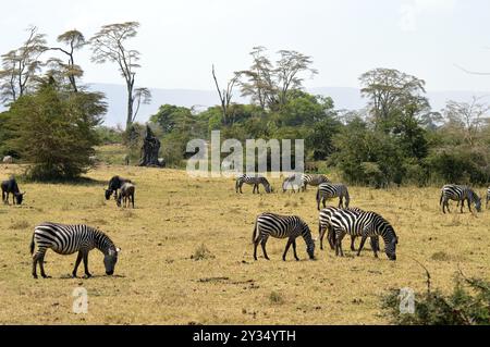 Troupeau de zèbres et de gnous dans la savane de pâturage Banque D'Images