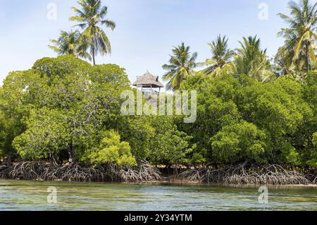 Mangroves avec cocotiers dans la réserve de Mida Creek près de Watamu au Kenya Banque D'Images