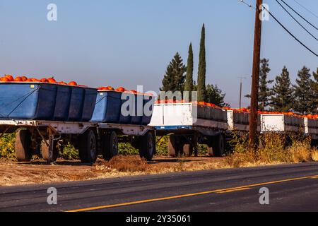 11 septembre 2024 les ouvriers agricoles de Modesto en Californie récoltent des citrouilles en prévision de la saison automnale à venir avec Halloween et Thanksgiving Banque D'Images