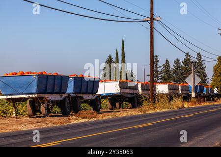 11 septembre 2024 les ouvriers agricoles de Modesto en Californie récoltent des citrouilles en prévision de la saison automnale à venir avec Halloween et Thanksgiving Banque D'Images