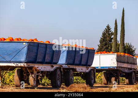 11 septembre 2024 les ouvriers agricoles de Modesto en Californie récoltent des citrouilles en prévision de la saison automnale à venir avec Halloween et Thanksgiving Banque D'Images