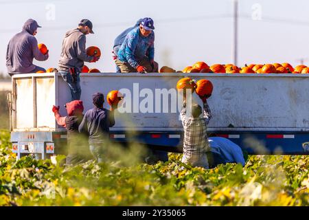 11 septembre 2024 les ouvriers agricoles de Modesto en Californie récoltent des citrouilles en prévision de la saison automnale à venir avec Halloween et Thanksgiving Banque D'Images