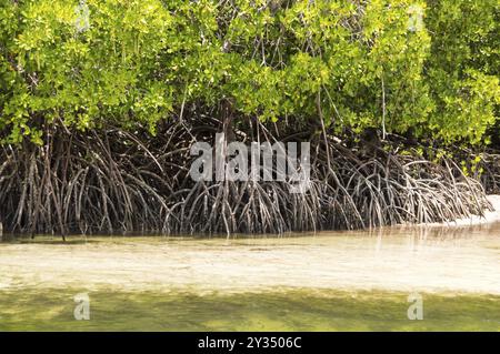 Mangroves au sable blanc dans la réserve de Mida Creek près de Watamu au Kenya Banque D'Images