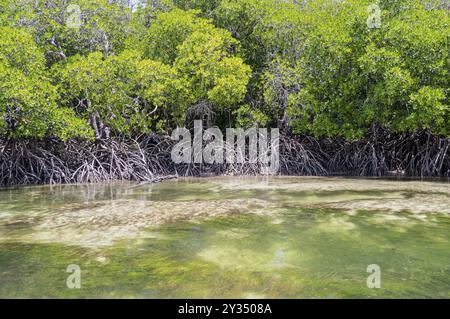 Mangroves au sable blanc dans la réserve de Mida Creek près de Watamu au Kenya Banque D'Images