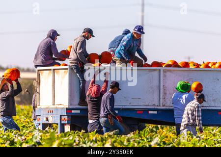 11 septembre 2024 les ouvriers agricoles de Modesto en Californie récoltent des citrouilles en prévision de la saison automnale à venir avec Halloween et Thanksgiving Banque D'Images