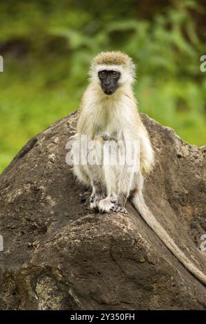 Un singe assis sur un rocher dans la savane du Parc d'Amboseli au Kenya Banque D'Images