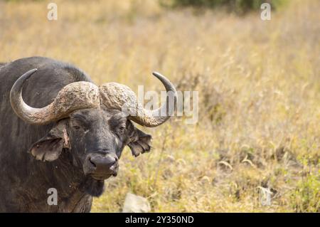 Buffalo isolés dans la campagne de savannah Park Nairobi au Kenya Banque D'Images