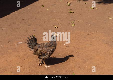 Portrait de poule brun debout sur parole. Fermé Portrait de poule brun debout sur marbre Banque D'Images