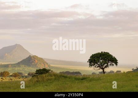 Lever de soleil sur la savane dans le parc national de Tsavo East, Kenya, Afrique Banque D'Images