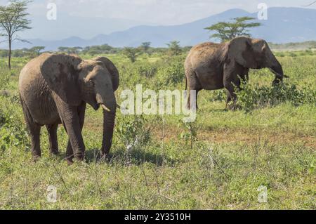 Deux éléphants dans le parc de Samburu occupée à prendre un bain de bûchers dans le centre du Kenya Banque D'Images