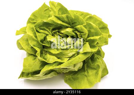 Salade de laitue verte fraîche sur fond blanc Banque D'Images