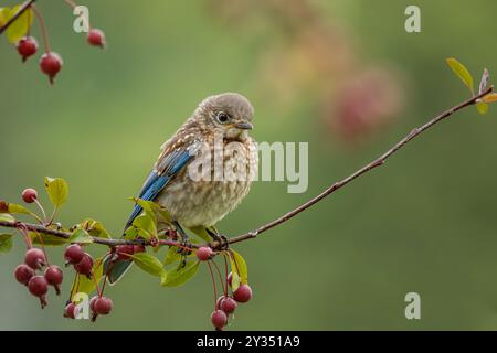 Un jeune Bluebird de l'est se perche dans le crabier un jour de fin d'été. Banque D'Images