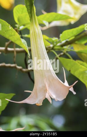 Gros plan sur un arbre une fleur brugmansia dans les jardins d'un hotel à ambosseli park au Kenya Banque D'Images