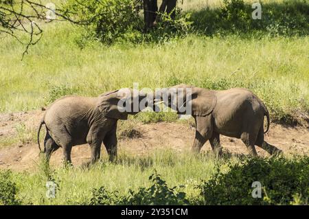 Deux éléphants jouant avec leurs cornes face à face dans le parc au centre du Kenya Samburu Banque D'Images